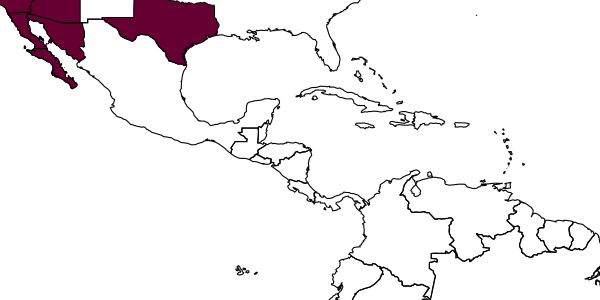 map of Tachysphex yuma     Pulawski, 1982